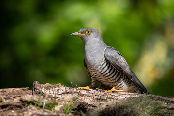Cuculo nel bosco (Cuculus canorus)