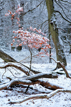 Essex, Epping Forest, Trees