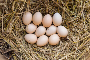 Several fresh white eggs in straw in a cardboard box. Organic chicken eggs. Easter concept.