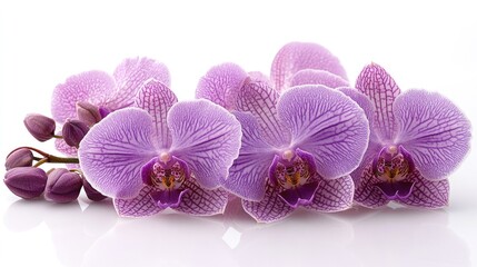 Fototapeta premium A close-up of vibrant purple orchids with varying shades of pink and a delicate texture.