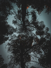 black forest at sunset in the evening