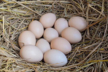 Several fresh white eggs in straw in a cardboard box. Organic chicken eggs. Easter concept.