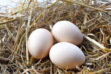 Straw nest containing white eggs, top view isolated on white background. suitable for Happy Easter Decoration, template for tag, gift greeting card, advertising promo shopping banner.