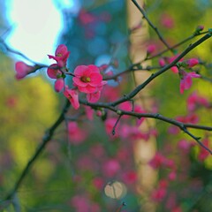 Blooming quince in spring in a fruit garden