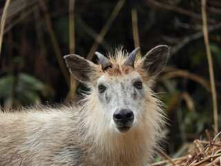 ニホンカモシカ