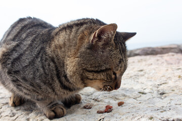Istanbul tabby street cat eating catfood on a rock