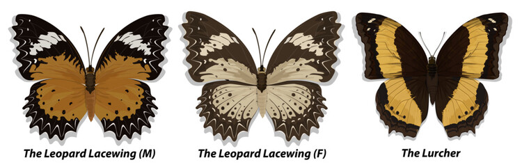 Collection of multicolored butterflies. Set 1. Vector illustration.