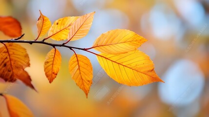 Obraz premium Vibrant autumn leaves displaying rich yellow and orange hues against a softly blurred background : Generative AI