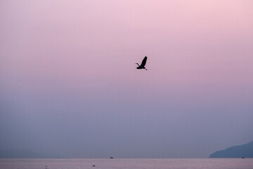 a flying heron before sunrise