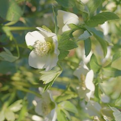 Close-up of white Lenten rose HELLEBORUS. Blooms in late winter, early spring.
