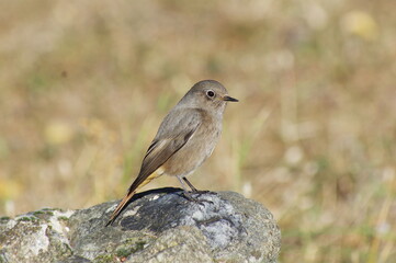 hoenicurus ochruros. Black redstart female