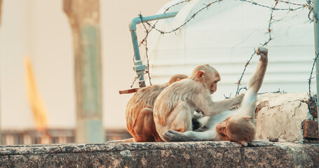 Obraz premium Jaipur, Rajasthan, India. Three Monkeys Sitting Near Water Tank. Water Tank Is Surrounded By Barbed Wire To Keep Out Monkeys. Monkeys Combing Each Other For Fleas. Every Day Life Of India. Bonnet