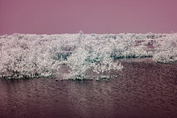 Infrared photography, a landscape featuring a body of water surrounded by trees with the sky tinted...