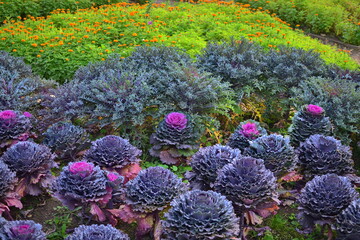 Ornamental cabbage, Osaka Red variety.