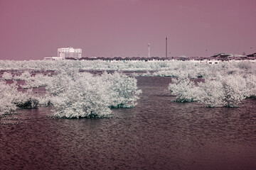 Infrared photography, a landscape featuring water and vegetation in a wetland or coastal area