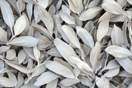 Dried White Sage for Aromatic Ceremonial Cleansing and Blessing Rituals