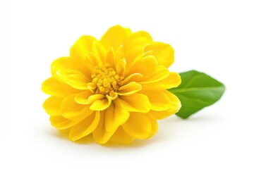 Fototapeta premium Vibrant Lettuce Blossom. Fresh Edible Flower on Pure White Background Rich in Antioxidants and Beta-Carotene