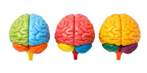 Colorful 3D Human Brain Model, Vibrant Brain Anatomy, Detailed Neurostructure, PNG Transparent