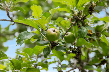 Pommes en croissance sur l'arbre parmi les feuilles en gros plan