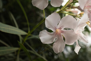 Nerium Oleander White Flowers – Beautiful Evergreen Shrub with Blossoms – Popular Ornamental...