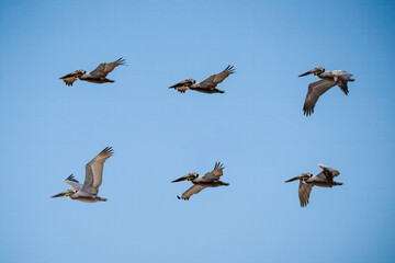 pelicans in flight