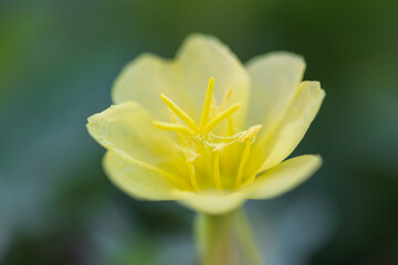 Fototapeta premium evening primrose