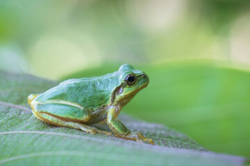 Japanese tree frog