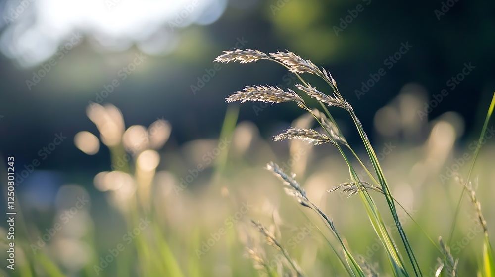Poster Close Up of Elegant Grass Blades Glowing in the Sunlight with Bokeh Background : Generative AI