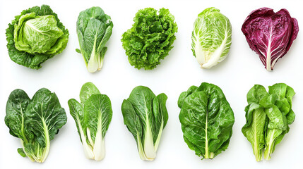 Salads and lettuce vegetables sketch poster. Vector farm harvest of chicory, radiccio or sorrel and pak choi, or arugula and chinese cabbage, oakleaf lettuce or garden spinach and batavia lettuce