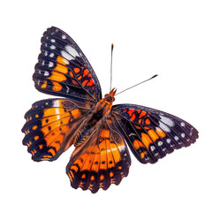 Naklejka premium Tropical butterfly isolated on white background