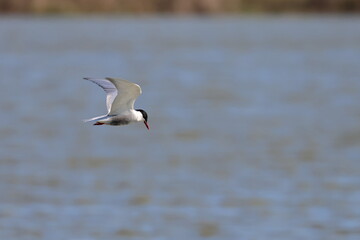 whiskered tern