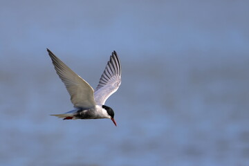 whiskered tern