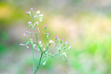 Little Ironweed Grass flowers in the garden. blurred background
