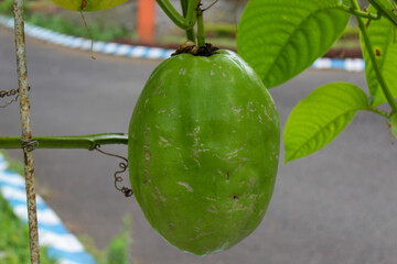 Passiflora guadrangularis, erbis or jumbo passion fruit. The erbis fruit is oval in shape with a...