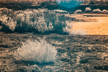 Infrared photography, a landscape with sparse vegetation, primarily low shrubs or grasses