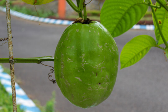 Passiflora guadrangularis, erbis or jumbo passion fruit. The erbis fruit is oval in shape with a length of around 20 cm, a diameter of around 15 cm and a weight of 3&ndash;5 kg