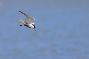 whiskered tern