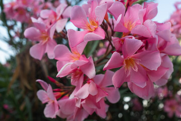Obraz premium Vibrant Pink Oleander Flowers in Full Bloom. This vibrant floral display highlights the beauty of ornamental plants, perfect for garden enthusiasts, landscaping inspiration, or nature lovers