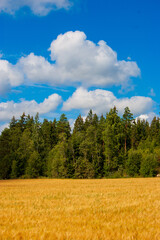 Fototapeta premium Tranquil Finnish countryside with ripening wheat and evergreen treeline. Idyllic agricultural scene showcasing Finland's natural beauty. Scenic rural landscape under partly cloudy summer sky.