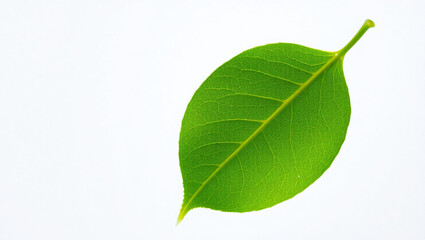 Green leaf on a black background