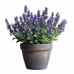 Fototapeta premium A potted lavender plant with purple flowers and green leaves