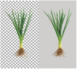 onion Plant vector 2.eps, cultivation, vitamin, spring, diet, closeup, leaf, organic, vegetable, onion, plant, food, fresh, healthy, green, agriculture, ingredient, natural, bulb, harvest, ripe, raw