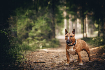  A brown and white bull terrier stands on a dirt path in a forest.