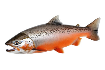 Obraz premium Isolated Large Red Salmon Ready to Spawn