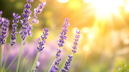 Obraz premium Delicate purple lavender flowers blooming in sunlight creating a serene and calming atmosphere in nature : Generative AI