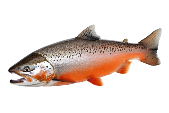 Isolated Large Red Salmon Ready to Spawn
