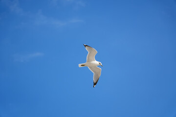 Fototapeta premium Alone Seagull flying in the blue clear sky with clouds background.