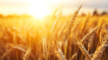 Fototapeta premium Golden Wheat Fields at Sunset with Sunlight Glimmering Through the Grain in a Picturesque Farm Landscape : Generative AI