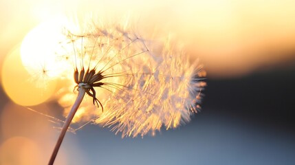 Closeup of a delicate dandelion fluff illuminated by warm sunlight at dusk : Generative AI
