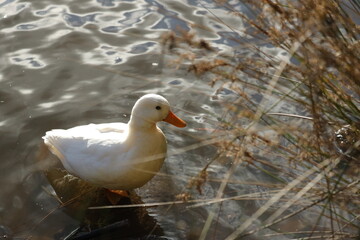 White Duck Swimming in an Australian Pond